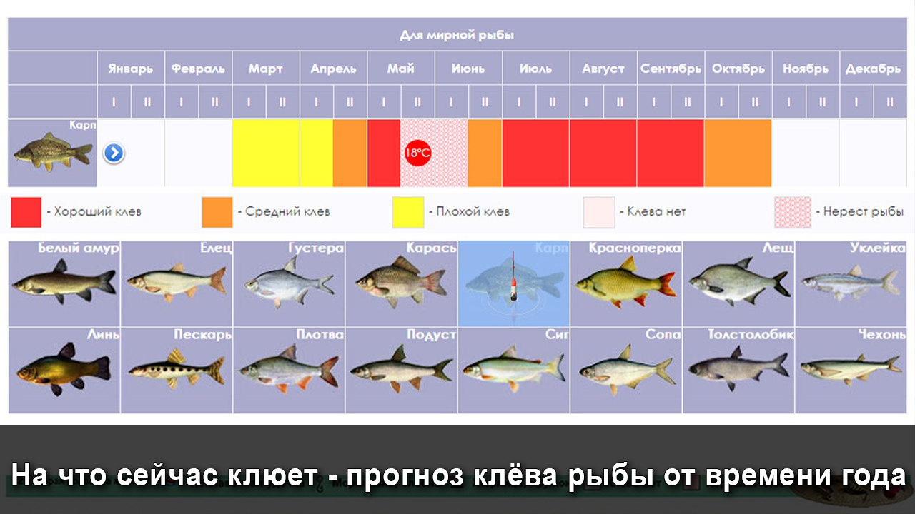 Календарь рыбака. Таблица рыболова. Таблица клева рыбы. Нерест рыбы календарь.