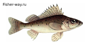 Рыба Ерш 