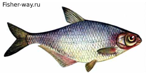 Рыба Густера 
