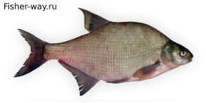 Рыба Лещ Обыкновенный, восточный, дунайский лещ, подлещик