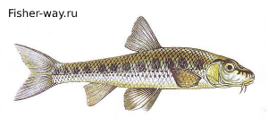 Рыба Пескарь Пискарь