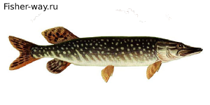 Рыба Щука Донка, травянка, щупак, карандаш, крокодил, шурогайка