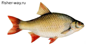 Рыба Красноперка Сорожка, сороча, сорога, краснопёрая плотва, краснокры́л или красноглазка