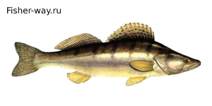 Рыба Судак Обыкновенный судак и волжский судак (берш), сула, Светлопёрый, или жёлтый, судак